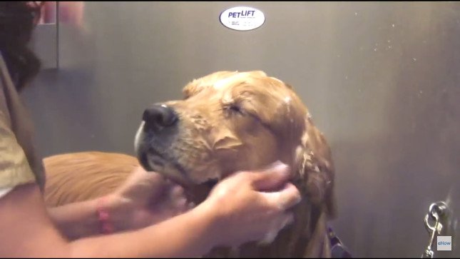 Step 6 Scrub The Dog's Hair In The Direction You Want It To Grow