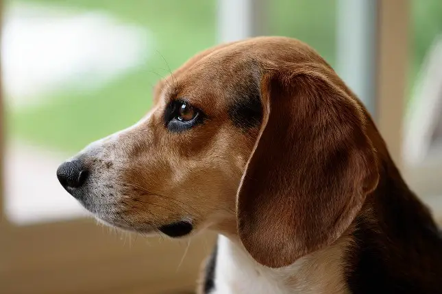 top-10-dog-breeds-beagle