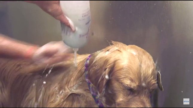 Step 7 Use Shampoo Recommended by Your Vet For The 2nd Wash