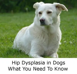 Hip Dysplasia In Dogs - What It Is And Some Of The Available Treatments