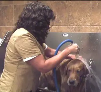How To Wash Your Dog