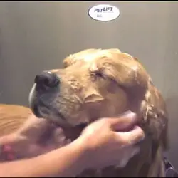 How To Wash Your Dog