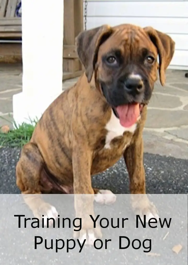Training Your New Puppy Or Dog