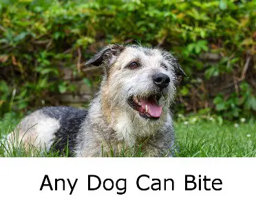 Any Dog Can Bite - Causes And What To Do