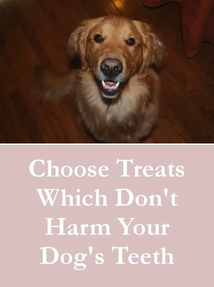 Choose Treats Which Don't Harm Your Dog's Teeth