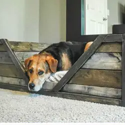 Dog DIY Projects