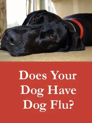 Does Your Dog Have Dog Flu - Get The Facts On Symptoms and Treatment