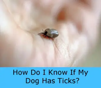 How Do I Know If My Dog Has Ticks?