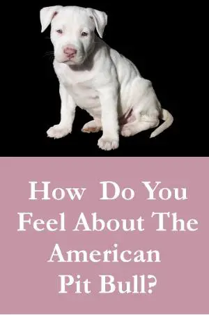 How Do You Feel About The American Pit Bull Terrier?