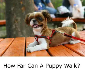 How Far Can A Puppy Walk?