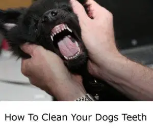 how-to-clean-your-dogs-teeth1