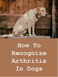 How To Recognize Arthritis in Dogs
