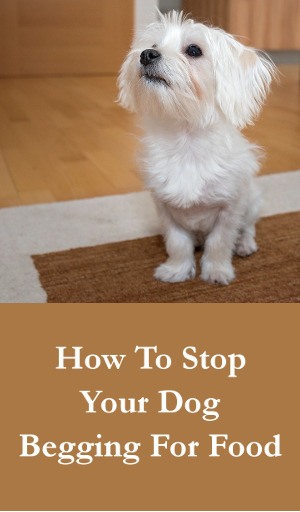 How To Stop Your Dog Begging For Food
