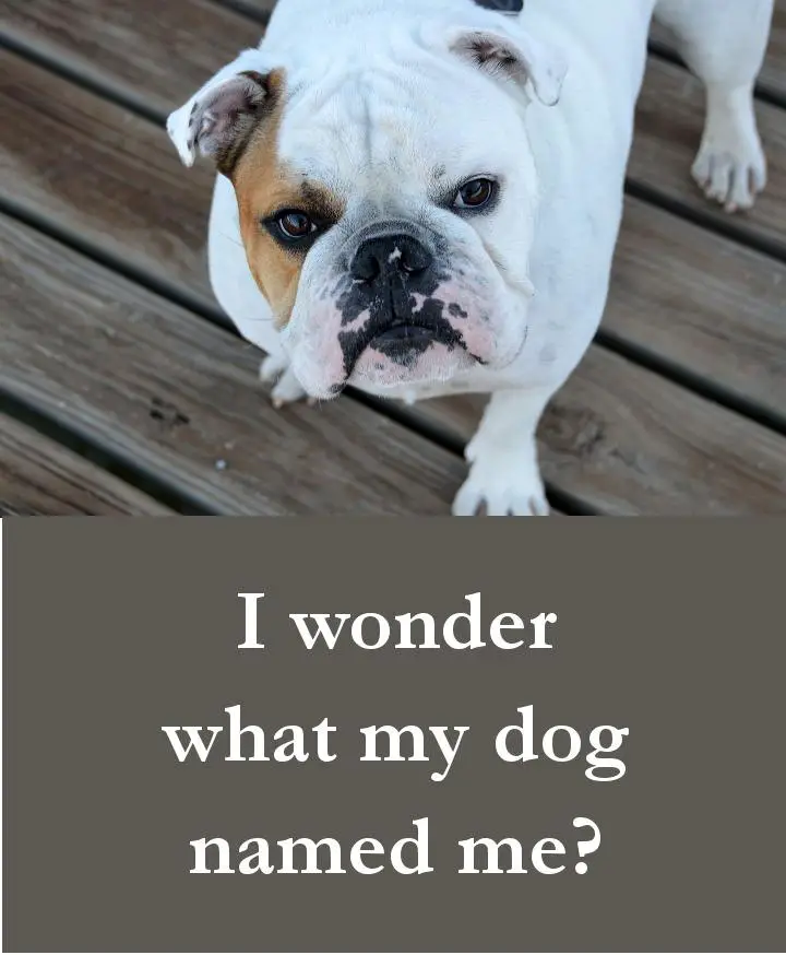 Dog Quotes - I wonder what my dog named me