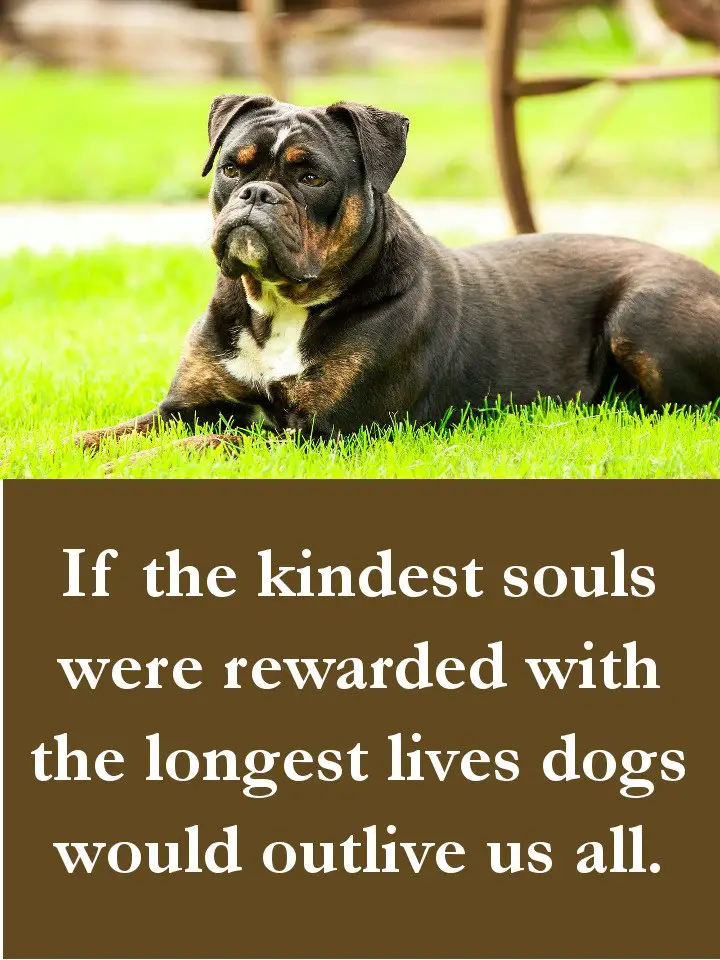 27 Beautiful Dog Quotes – Some Touching, Some Poignant & Some Funny