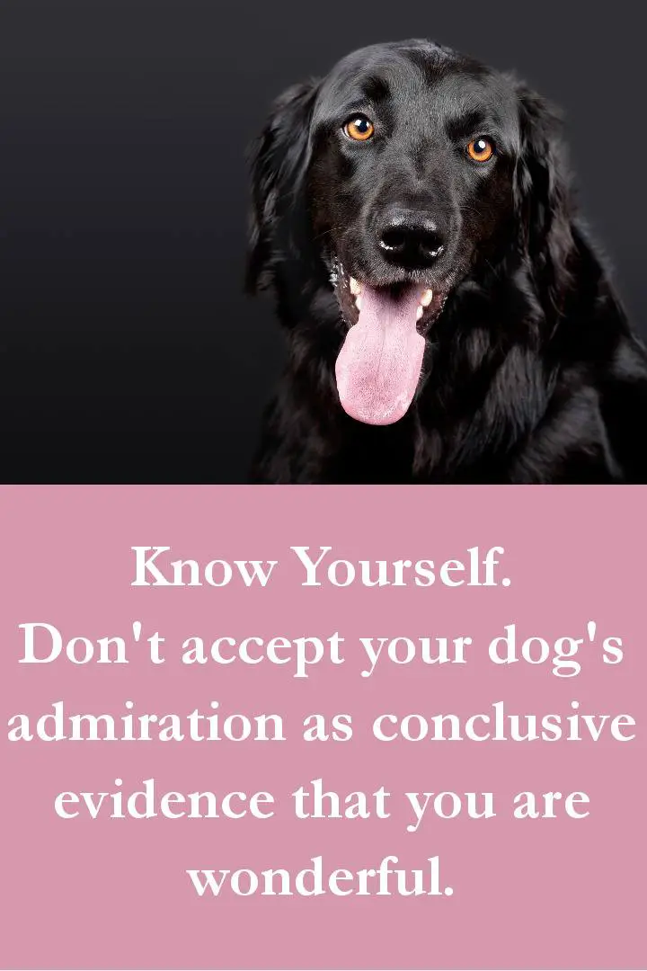 Dog Quotes - Know Yourself. Don't accept your dog's admiration as conclusive evidence that you are wonderful.