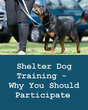 Shelter Dog Training - Why You Should Participate