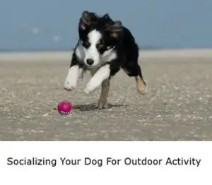 Socializing Your Dog For Outdoor Activities