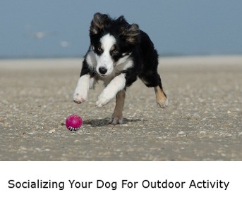 Socializing Your Dog For Outdoors Activities