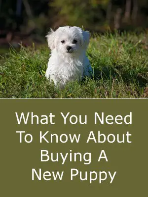What You Need To Know About Buying A New Puppy