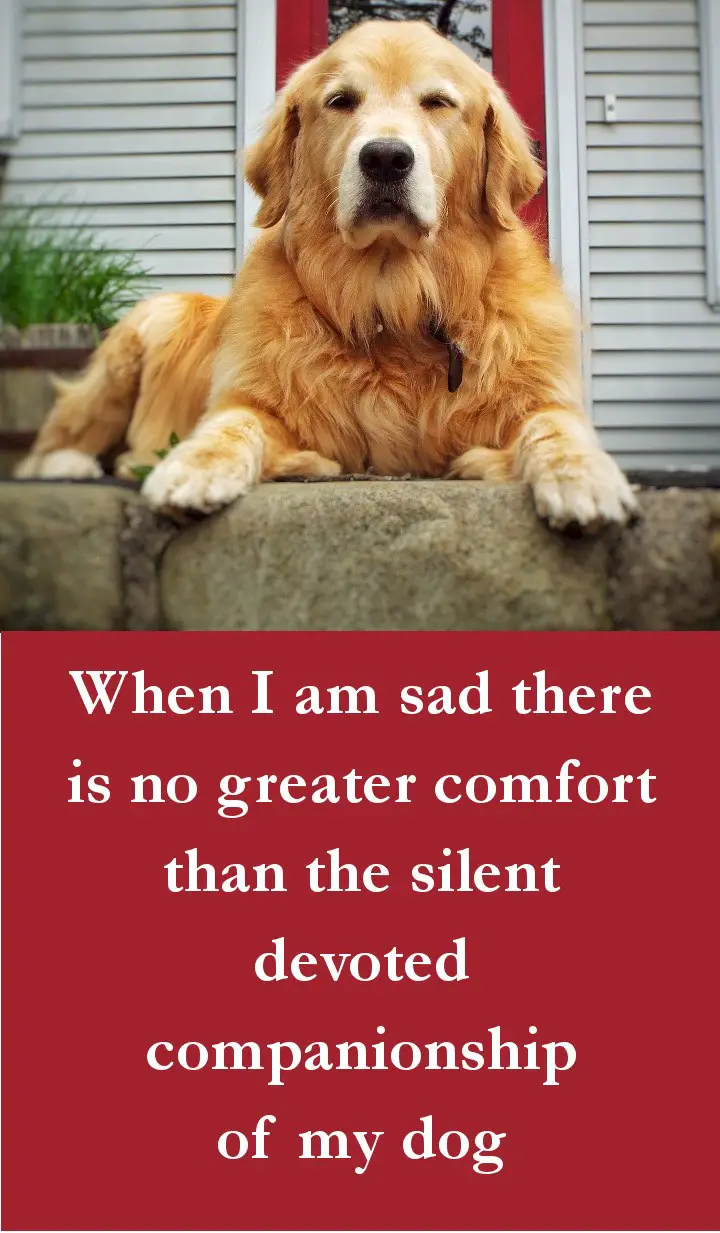 Dog Quotes - When I am sad there is no greater comfort than the silent devoted companionship of my dog