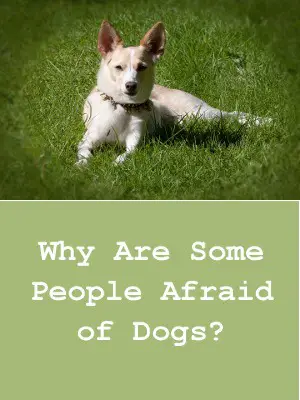  Why Are Some People Afraid Of Dogs?