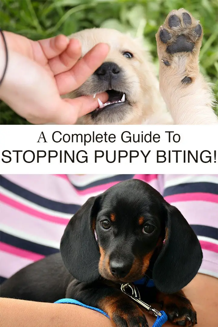 The Complete Guide To Stop Your Puppy Biting