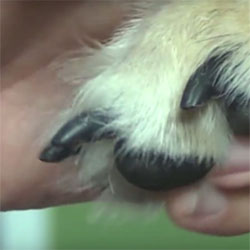 Trim Your Dogs Nails