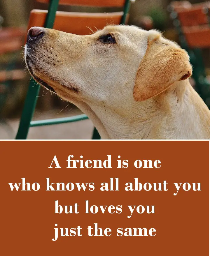 A friend is one who knows all about you but loves you just the same