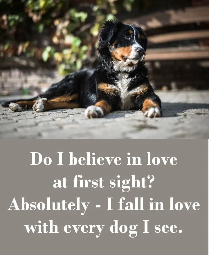 42 Dog Sayings Which Will Touch Your Heart