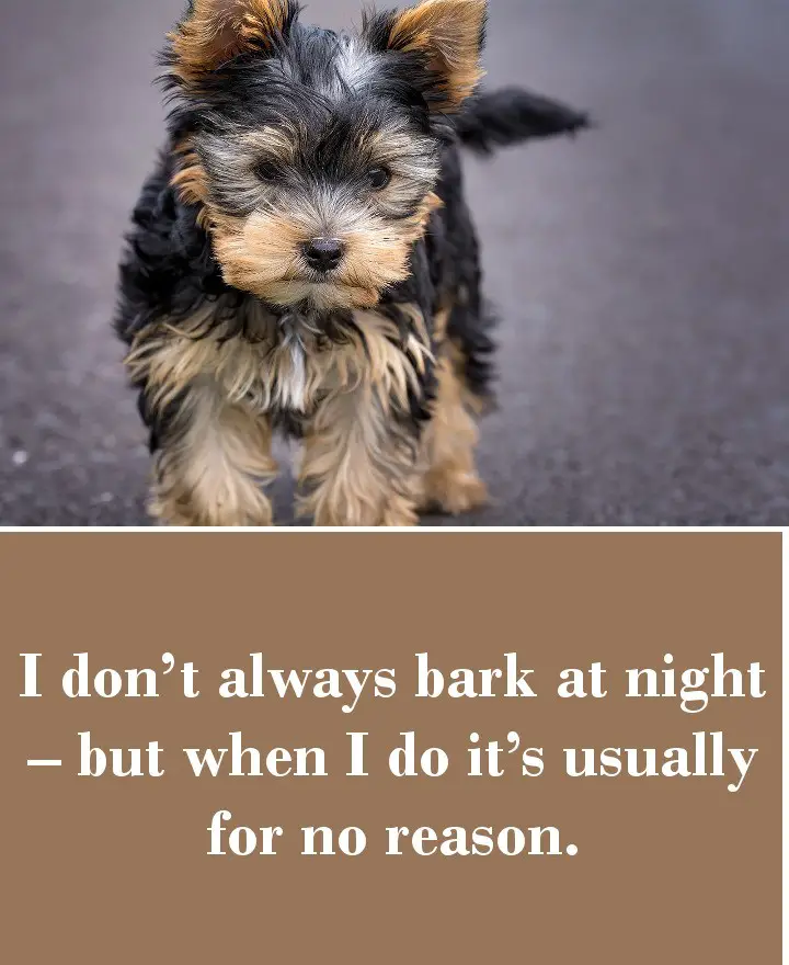 I don’t always bark at night – but when I do it’s for no reason.