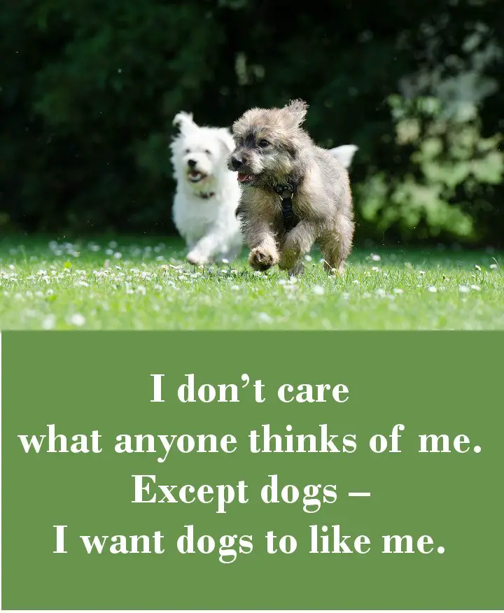 I don’t care what anyone thinks of me. Except dogs – I want dogs to like me.