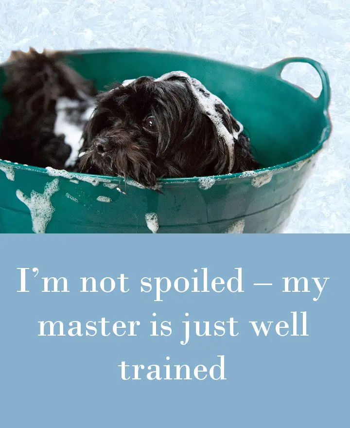 I’m not spoiled – my master is just well trained.