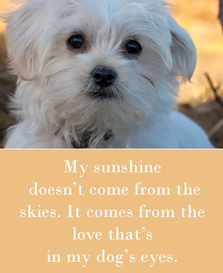 My sunshine doesn’t come from the skies. It comes from the love that’s in my dog’s eyes.