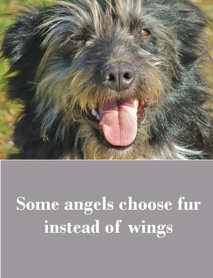 Some angels choose fur instead of wings