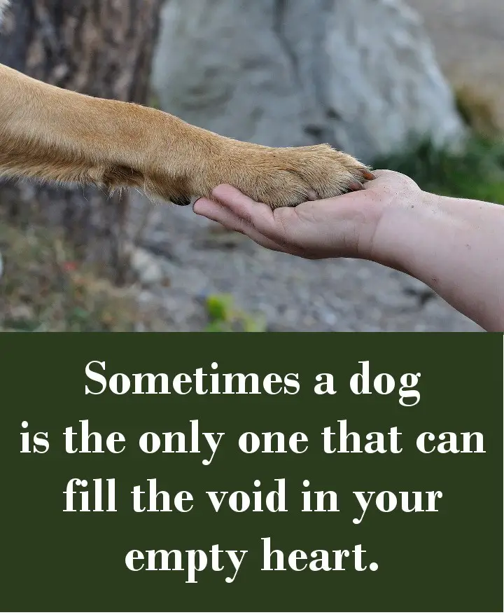 Sometimes a dog is the only one that can fill the void in your empty heart.