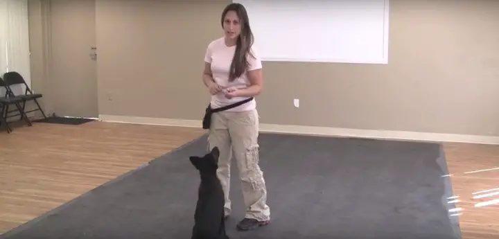 Teach Your Dog To Heel – A Step by Step Guide