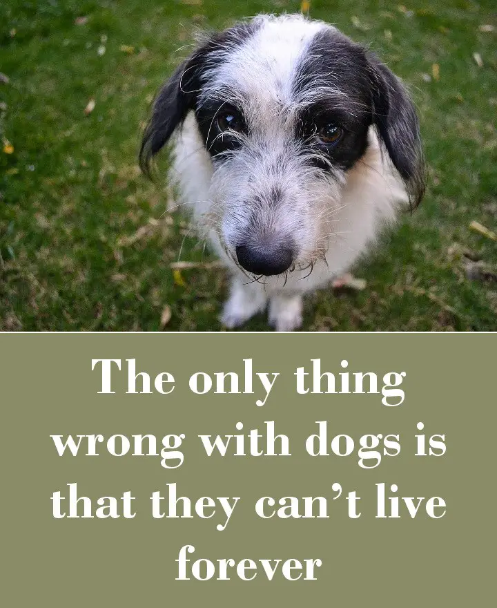 The only thing wrong with dogs is that they can’t live forever