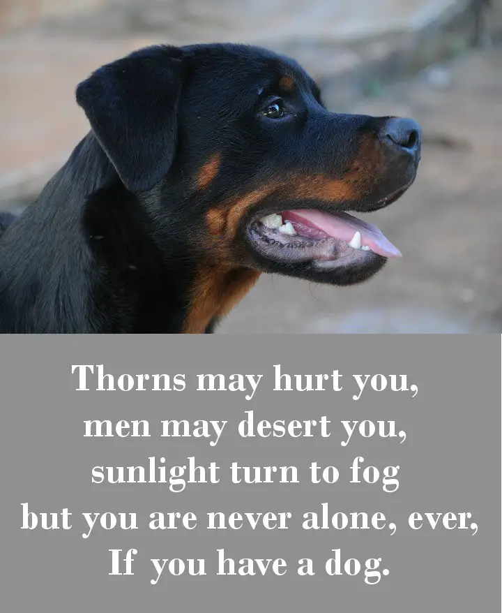 Thorns may hurt you, men may desert you, sunlight turn to fog but you are never alone, ever, If you have a dog.