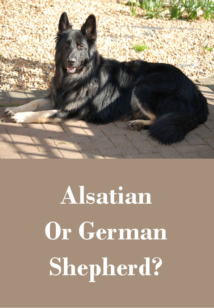 Alsatian Or German Shepherd