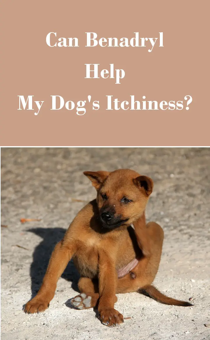 Can Benadryl Help My Dogs Itchiness