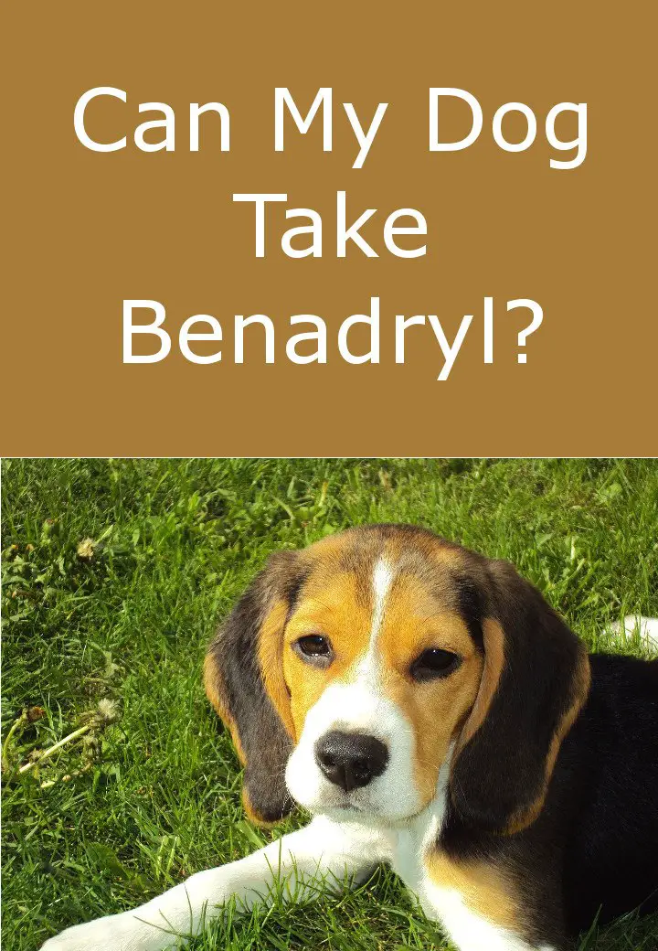 Can Dogs Take Benadryl