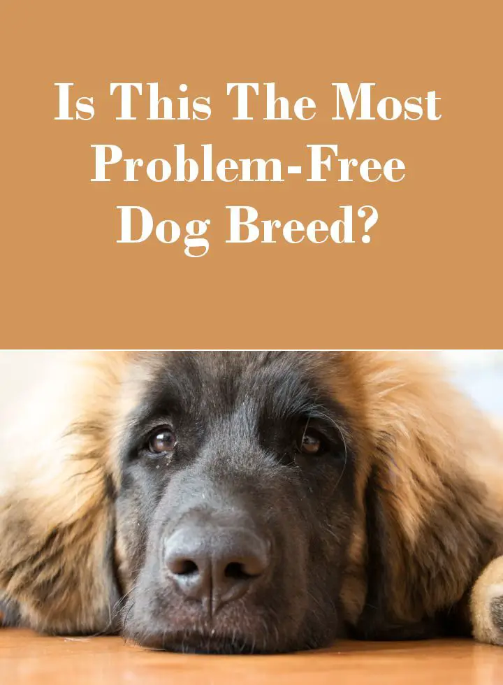 The Leonberger - The Most Problem Free Dog Breed