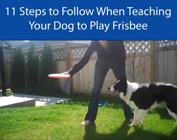 11 Steps to Follow When Teaching Your Dog to Play Frisbee