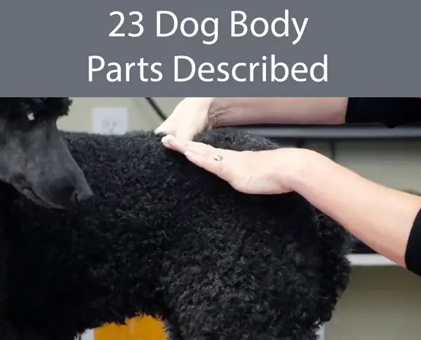 23 Dog Body Parts Described