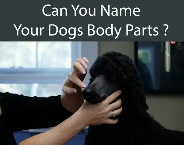 Can You Name Your Dogs Body Parts