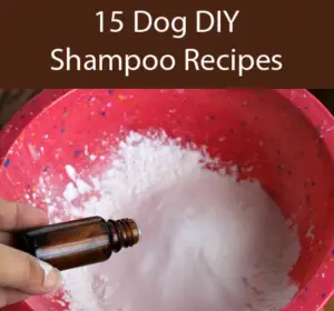 15 Homemade Dog Shampoo Recipes