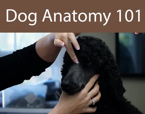 Dog Anatomy 101