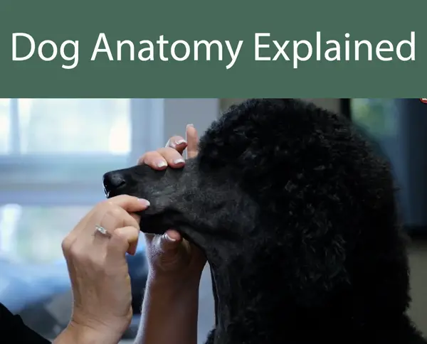 Dog Anatomy Explained