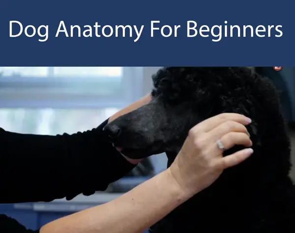 Dog Anatomy For Beginners